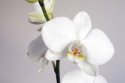 B-014-orchidee